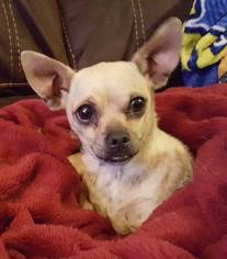 Chihuahua Dogs for adoption in Modesto, CA, USA