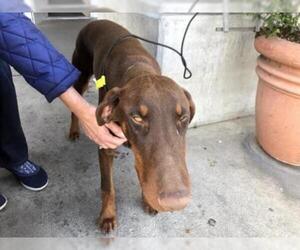 Doberman Pinscher Dogs for adoption in Santa Maria, CA, USA