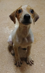 Medium Photo #1 Mutt Puppy For Sale in San Antonio, TX, USA
