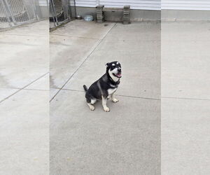 Huskies -Unknown Mix Dogs for adoption in Maquoketa, IA, USA