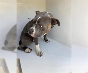 Mutt Dogs for adoption in Houston, TX, USA