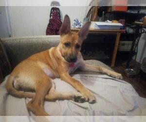 Labrador Retriever-Unknown Mix Dogs for adoption in San Antonio, TX, USA