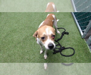 Cheagle Dogs for adoption in Downey, CA, USA