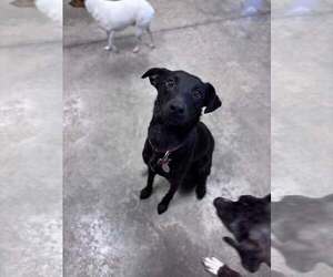 American Staffordshire Terrier-English Shepherd Mix Dogs for adoption in Coralville, IA, USA