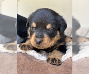Rottweiler Dogs for adoption in Gilbert, AZ, USA