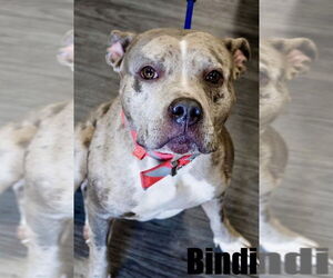 American Pit Bull Terrier-American Staffordshire Terrier Mix Dogs for adoption in Brewster, NY, USA