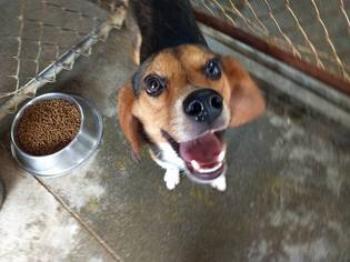Medium Photo #1 Beagle Puppy For Sale in Flora, IL, USA