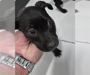 Medium Photo #1 Labrador Retriever-Unknown Mix Puppy For Sale in Temple, TX, USA