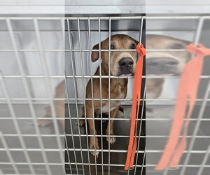 Boxer-Unknown Mix Dogs for adoption in Fayetteville, NC, USA