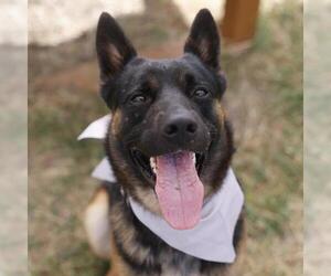 German Shepherd Dog-Unknown Mix Dogs for adoption in San Antonio, TX, USA