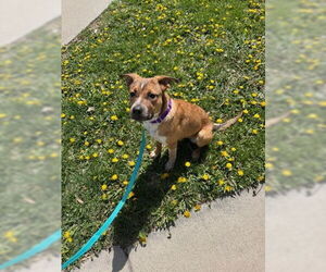 German Shepherd Dog Dogs for adoption in Denver, CO, USA