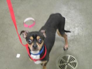 Chihuahua Dogs for adoption in Colfax, IL, USA