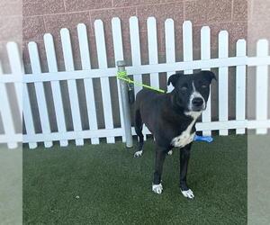 Borador Dogs for adoption in Modesto, CA, USA