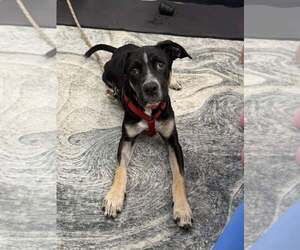 Mutt Dogs for adoption in Naples, FL, USA