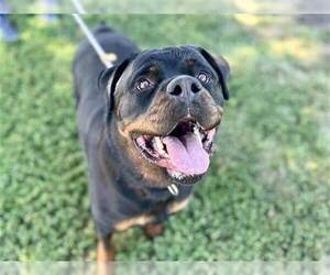 Rottweiler Dogs for adoption in Foristell, MO, USA