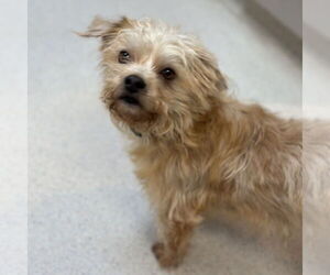 Mutt Dogs for adoption in Rohnert Park, CA, USA
