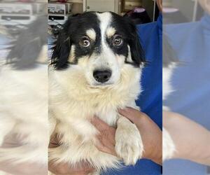 Shiranian Dogs for adoption in Stockton, CA, USA