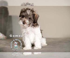 Medium Photo #3 - Mix Puppy For Sale in Omaha, NE, USA