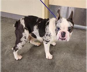 French Bulldog Dogs for adoption in Orange, CA, USA