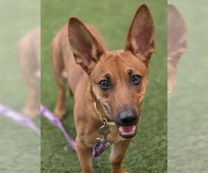 Cardigan Welsh Corgi-Unknown Mix Dogs for adoption in Las Vegas, NV, USA