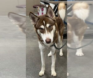 Siberian Husky Dogs for adoption in Forestville, MD, USA