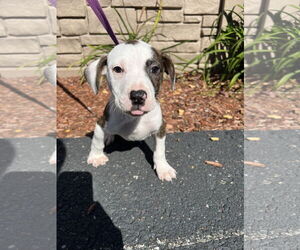 Mutt Dogs for adoption in Sterling, MA, USA