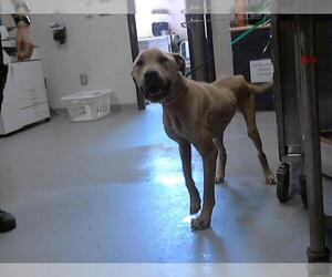 American Pit Bull Terrier-Unknown Mix Dogs for adoption in Fayetteville, NC, USA