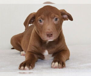 Labrador Retriever-Unknown Mix Dogs for adoption in Oroville, CA, USA