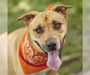 Black Mouth Cur-Labrador Retriever Mix Dogs for adoption in Rosenberg, TX, USA