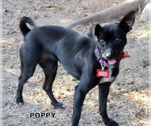 Chipin Dogs for adoption in Lindsay, CA, USA
