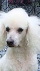 Poodle (Miniature) Dogs for adoption in Crownsville, MD, USA