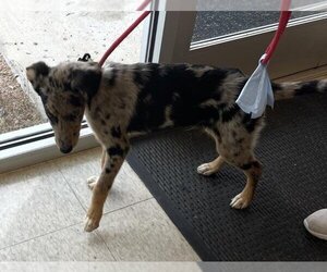 Australian Shepherd-German Shepherd Dog Mix Dogs for adoption in Plano, TX, USA