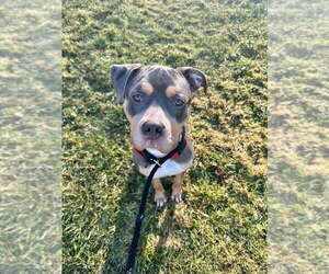 American Pit Bull Terrier-Unknown Mix Dogs for adoption in Caldwell, NJ, USA