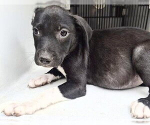 Mutt Dogs for adoption in Houston, TX, USA
