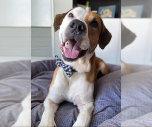 Boxador Dogs for adoption in Brights Grove, Ontario, Canada