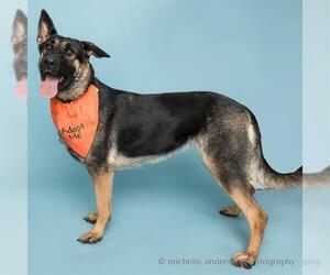 German Shepherd Dog Dogs for adoption in Corona, CA, USA