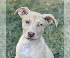 Australian Shepherd-Unknown Mix Dogs for adoption in Yardley, PA, USA