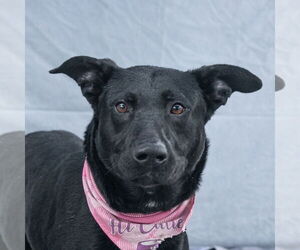 American Pit Bull Terrier Dogs for adoption in Pasadena, CA, USA