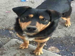 Medium Photo #1 Rottweiler-Unknown Mix Puppy For Sale in San Antonio, TX, USA