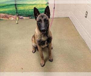 Mutt Dogs for adoption in Moreno Valley, CA, USA