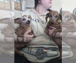 Dachshund Dogs for adoption in Martinsburg, WV, USA