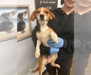 Beagle-Unknown Mix Dogs for adoption in Osgood, IN, USA