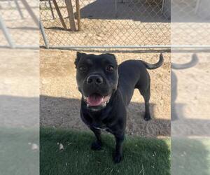 American Pit Bull Terrier-Unknown Mix Dogs for adoption in HESPERIA, CA, USA