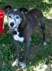 Bulloxer Dogs for adoption in Oak Ridge, TN, USA