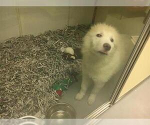 Great Pyrenees Dogs for adoption in Norfolk, VA, USA