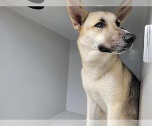 - Mix Dogs for adoption in Houston, TX, USA