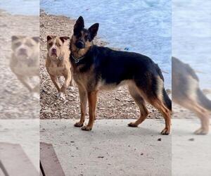 German Shepherd Dog Dogs for adoption in South Lake Tahoe, CA, USA