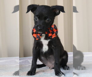 Medium Photo #1 Cairn Terrier Puppy For Sale in Bandera, TX, USA