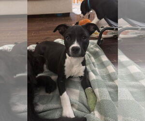 American Pit Bull Terrier-Unknown Mix Dogs for adoption in Germantown, OH, USA
