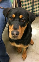 Rottweiler Dogs for adoption in Amarillo, TX, USA